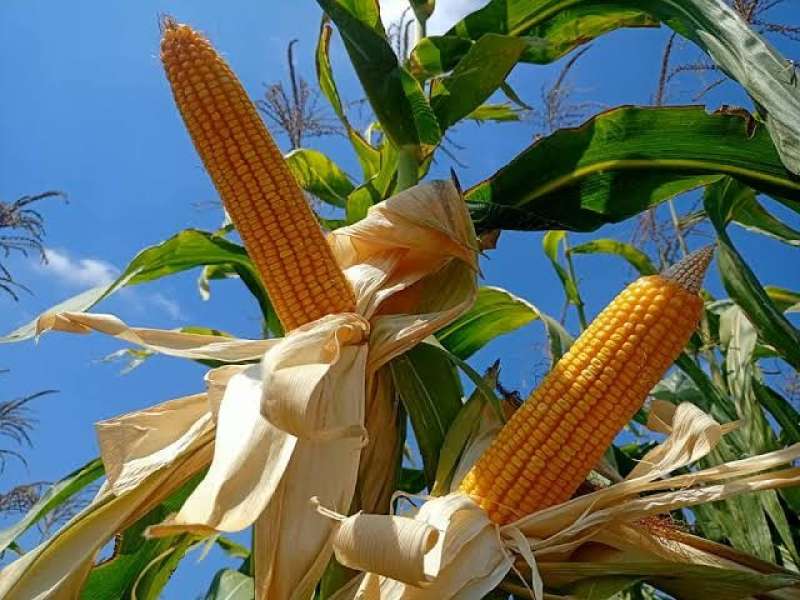 أخطاء شائعة عند زراعة الذرة الشامية.. وطرق تجنبها لزيادة الإنتاجية