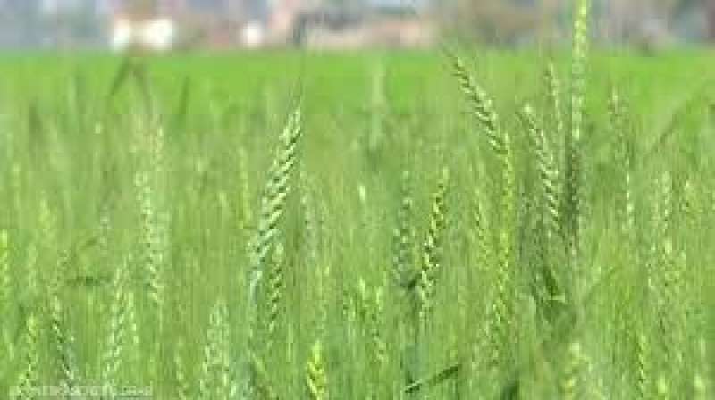 أبرز الأخطاء الشائعة لمزارعى القمح.. وما هى مزايا تهوية وتشميس التربة؟