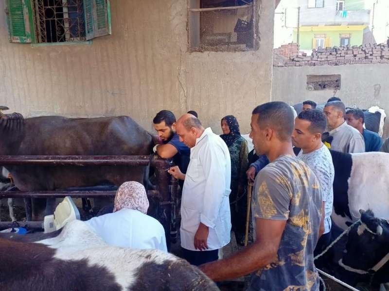 «الزراعة»: علاج وفحص 2600 رأس ماشية مجانا بالغربية ضمن «حياة كريمة»