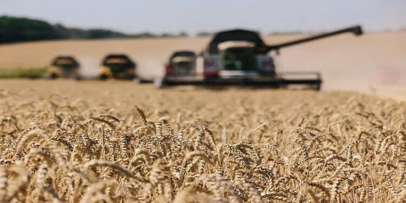 تعرف على أسباب ارتفاع معدّل واردات مصر من القمح؟.. وتأثيرات حرب غزة