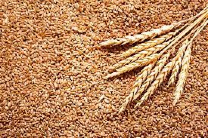الزراعة تحدد موعد زراعة القمح وتحذر من ظاهرة تتسبب في خسائر للمحصول