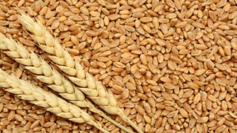 الحكومة توافق على 1600 جنيه سعراً استرشادياً لتوريد أدرب القمح