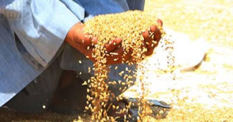 أستاذ بحوث حقلية يحذر من أضرار زراعة كسر تقاوي القمح