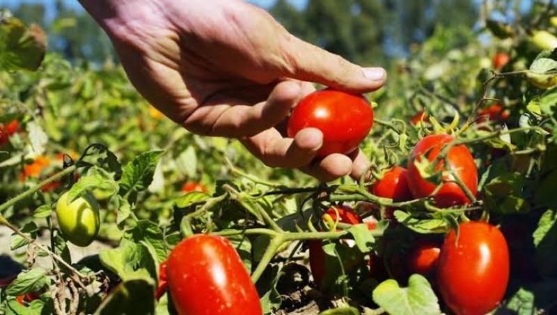 فوائد التعاقب المحصولى والتحميل للعروة الشتوية للطماطم