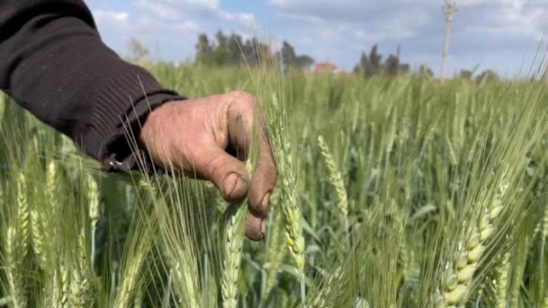 «مناخ الزراعة» يوجه نداءاً عاجلاً لمزارعي القمح