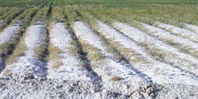 محاذير واشتراطات حرث الأراضى الملحية قبل زراعة محصول القمح