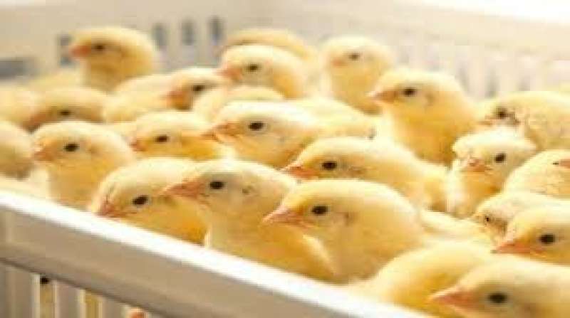 هبوط سعر الكتكوت الأبيض بالشركات اليوم الخميس 16 - 11 - 2023