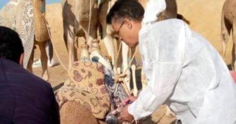 حملة لتحصين الماشية ضد الحمى القلاعية والوادي المتصدع في شمال سيناء