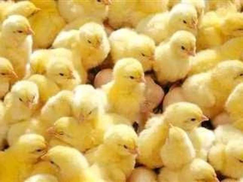 يواصل الزيادة.. سعر الكتكوت الأبيض بالشركات اليوم الإثنين 20 - 11 - 2023