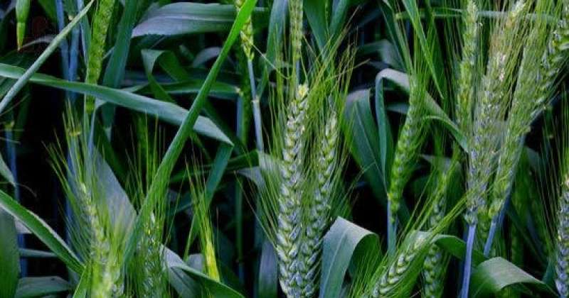الزراعة تحذر من ري القمح لعدم استقرار الجو