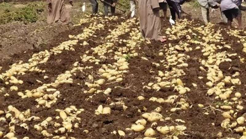 ننشر أسعار تقاوي البطاطس موسم 2023 - 2024