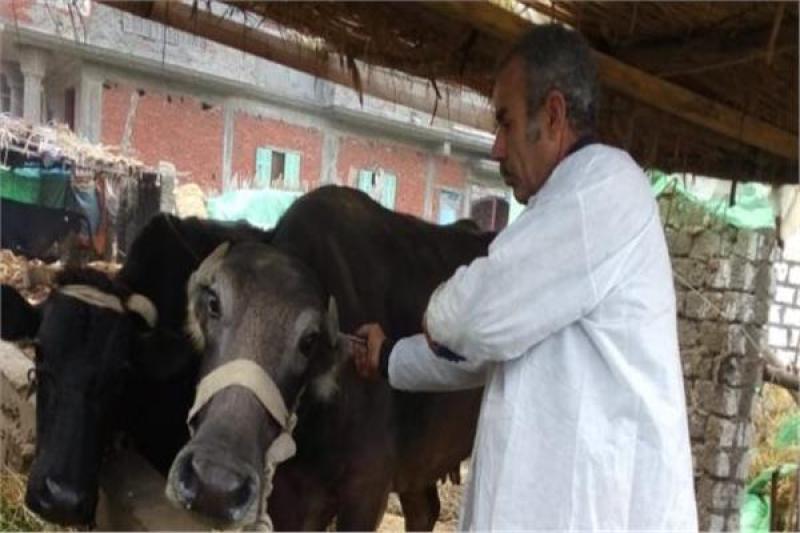 «الخدمات البيطرية»: 15 مليون جرعة لتحصين الماشية ضد «الحمي القلاعية والوادي المتصدع»