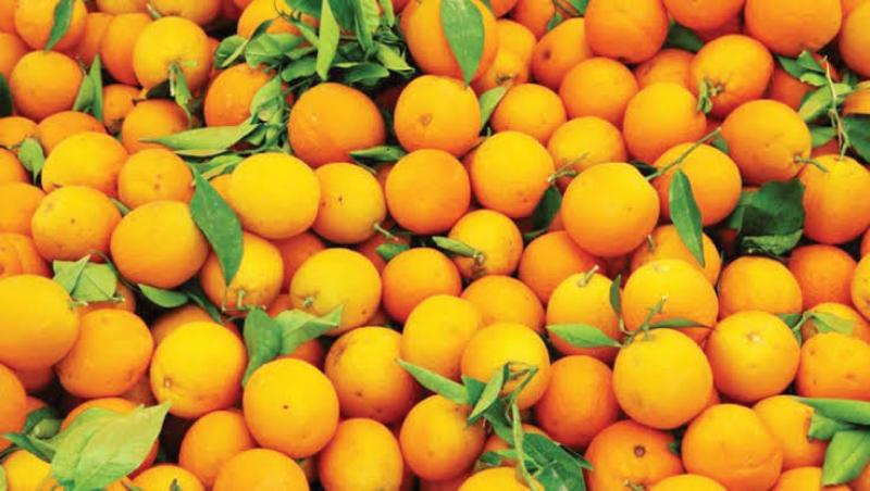 مصدرون: الطريق ممهد لزيادة صادرات البرتقال المصري بعد انخفاض انتاجه فى إسبانيا والمغرب
