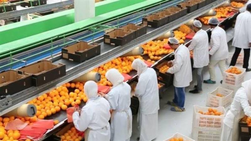 عاجل: توقعات بافتتاح موسم تصدير البرتقال أول ديسمبر