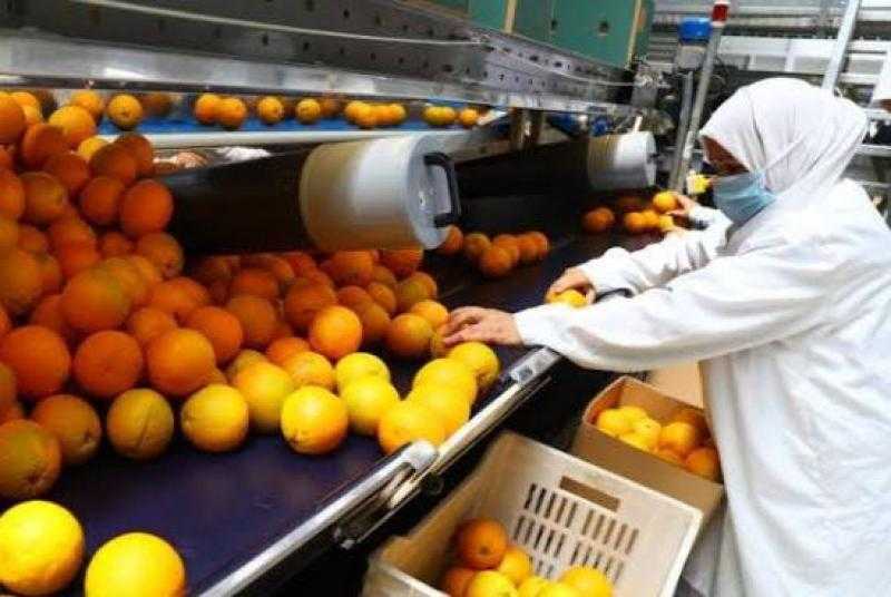 3 أيام تحدد مصير البرتقال البلدي و«أبو سرة» المصريين