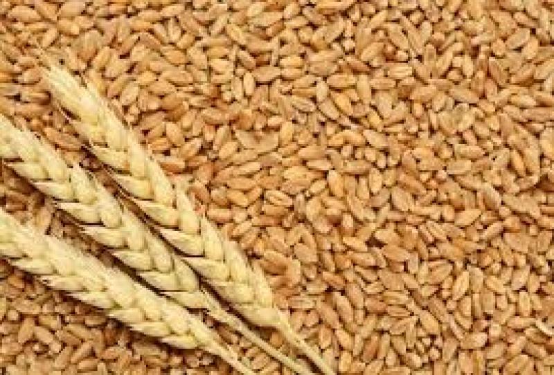 الزراعة تصدر 7 توصيات هامة لرفع إنتاجية القمح نهاية الموسم