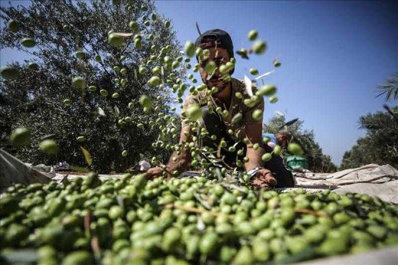 انخفاض إنتاجية حصاد الزيتون فى خان يونس.. ومزارعون: إسرائيل السبب
