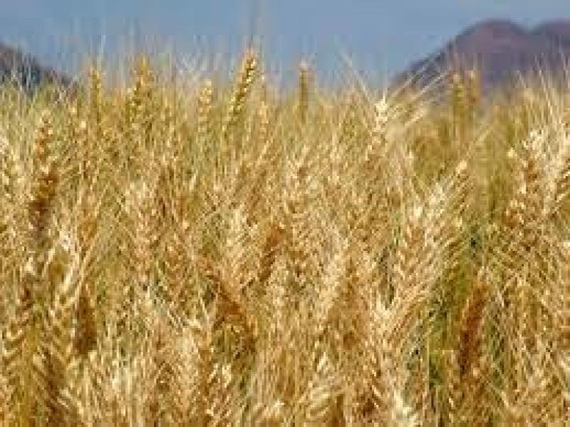 «مناخ الزراعة» ينشر توصيات لمزارعي القمح المتاخر