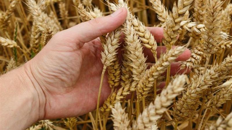 «الزارعة»: 1600 جنيه سعرًا استرشاديًا للقمح قابل للزيادة طبقاً للسوق العالمية