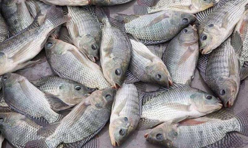 فوائد تطبيق تقنية البيوفلوك في مزارع إنتاج السمك البلطي