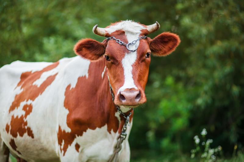 تنتج 12 ألف لتر.. سلالة أبقار الأيرشاير وأهم مميزاتها وخصائصها الإنتاجية