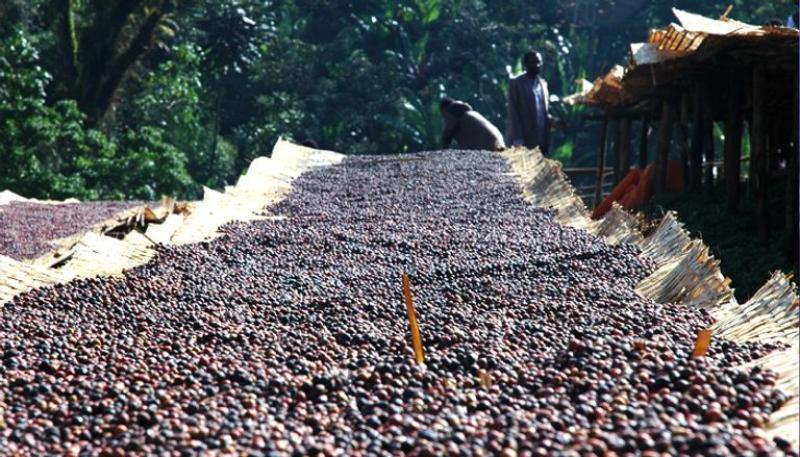مزارعو البن باثيوبيا والكاكاو بغانا أمام خطر حظر الاتحاد الأوروبي