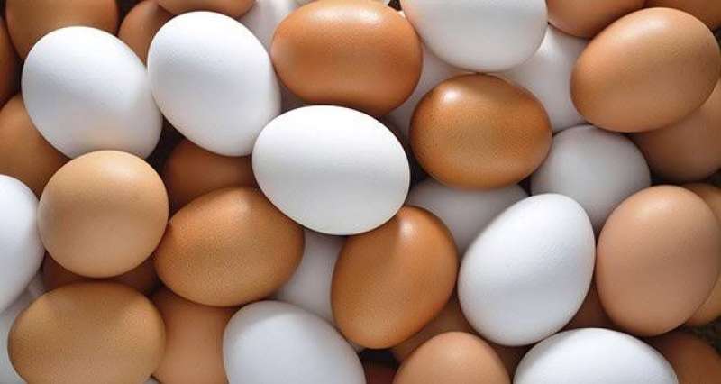 ثبات سعر كرتونة البيض اليوم السبت 23 - 12 - 2023