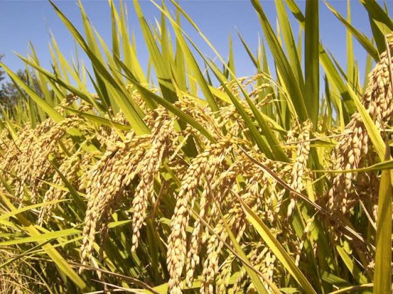 تعرف على تأثيرات ظاهرة النينو بشأن محصول الأرز