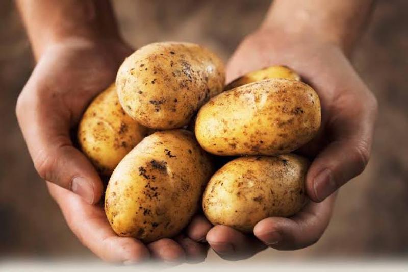 10 توصيات لمزارعي البطاطس خلال شهر يناير