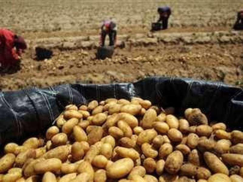 مشروع مستقبل مصر يعلن ارتفاع إنتاجية البطاطس وقصب السكر وفراولة بأراضيه