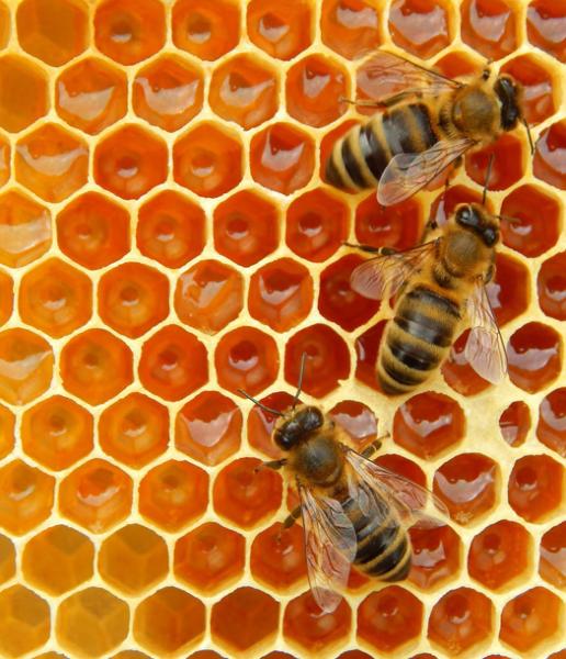 الزراعة تصدر نصائح هامة لتلافي الآثار السلبية للطقس غير المستقر على طوائف النحل