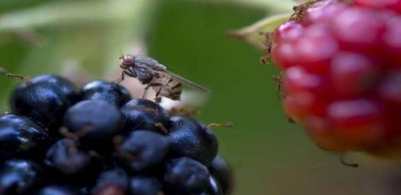 «مكافحة الآفات» يحذر المزارعين:  الثمار المتساقطة تسمح بتكاثر وانتشار ذباب الفاكهة