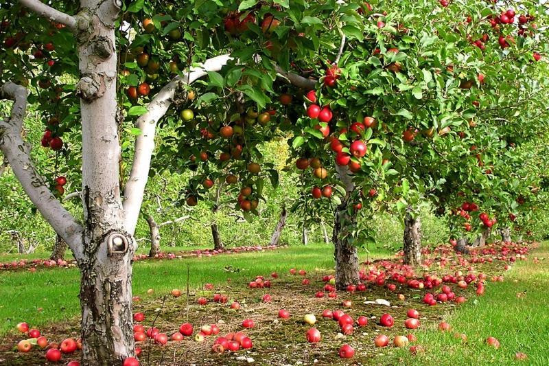 تحذير عاجل من وزارة الزراعة لمزارعي أشجار الفاكهة متساقطة الأوراق