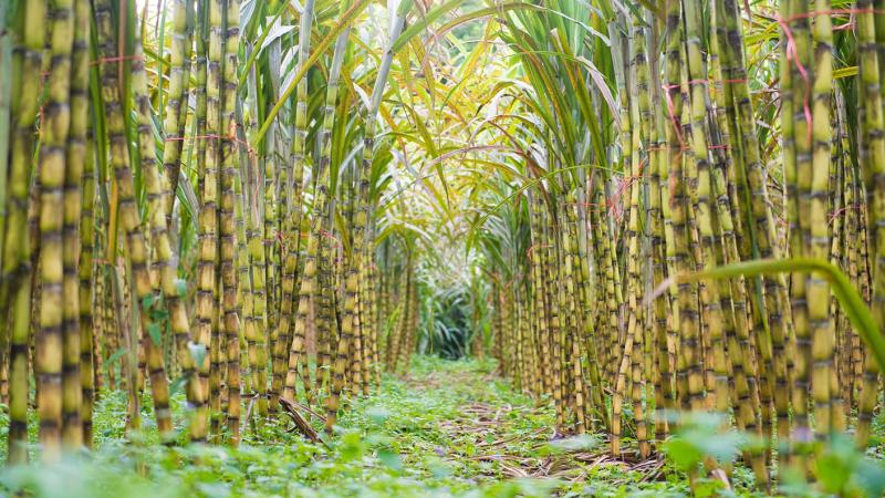 التموين تستهدف إستصلاح 120 ألف فدان لزراعة قصب السكر ضمن مشروع مستقبل مصر
