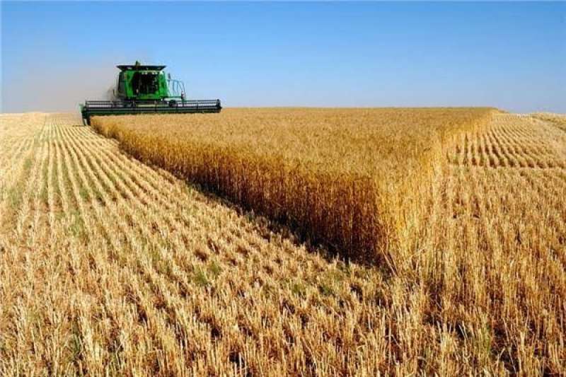 زيادة نصف مليون فدان.. وزير الزراعة يكشف مساحة الأراضي المنزرعة قمح