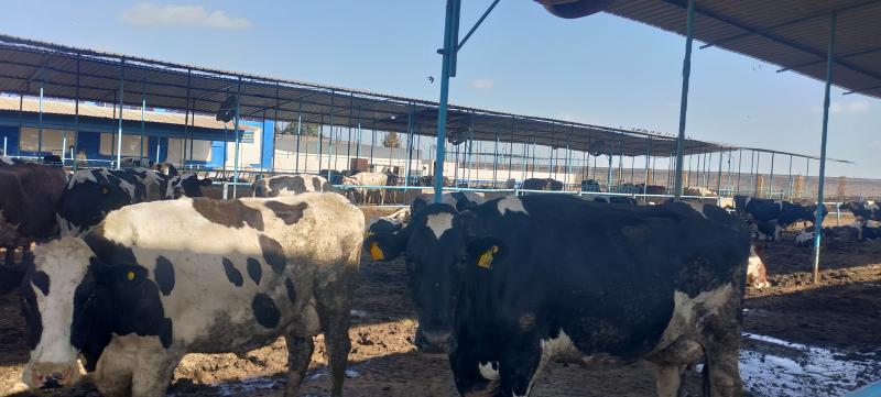 القصير : البنك الزراعي يدعم مبادرة ”احلم ” لرؤوس الأبقار الحلوب عالية الإنتاجية