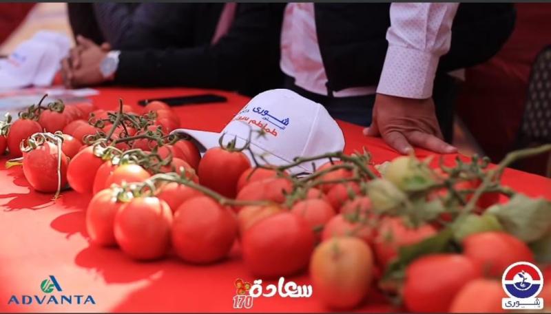 شورى تطرح لمزارعي الطماطم بذور صنف «سعادة 170» الأكثر طلباً بالأسواق