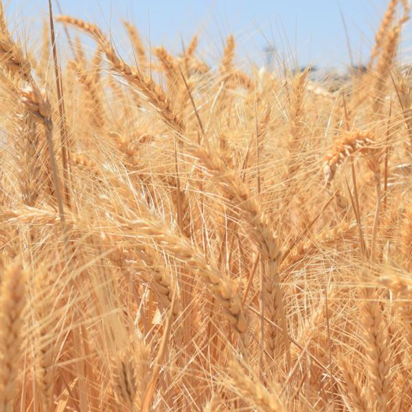 أبرزها تحقيق الأكتفاء الذاتي من القمح.. «الحكومة» تضع 6 أهداف للنهضة الزراعية الشاملة حتى عام 2030