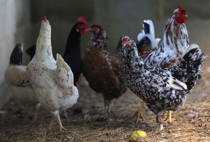 صادرات الدجاج البرازيلي تسجل مستوى غير مسبوق في 2023