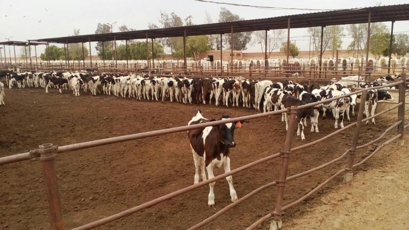 «الزراعة»: ضخ 7 مليارات جنيه لدعم المزارعين لتوفير نصف مليون رأس ماشية