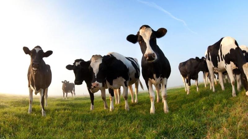 «تنمية الثروة الحيوانية والمراعي» بمطروح يدعم 146 مربيًا بقيمة 6.18 مليون جنيه