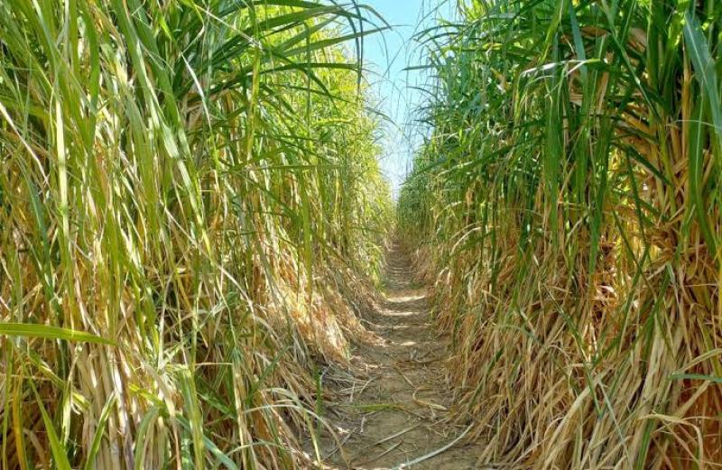 «المحاصيل السكرية» يكشف سبب تراجع إنتاجية قصب السكر