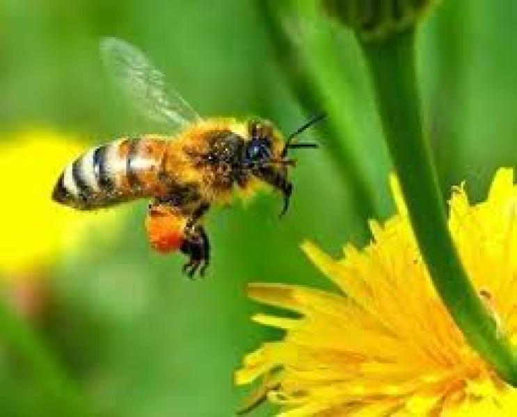 تعرف على علاقة نحل العسل بإنتاجية المحاصيل.. وأبرز معوقات انتشاره بالحقول