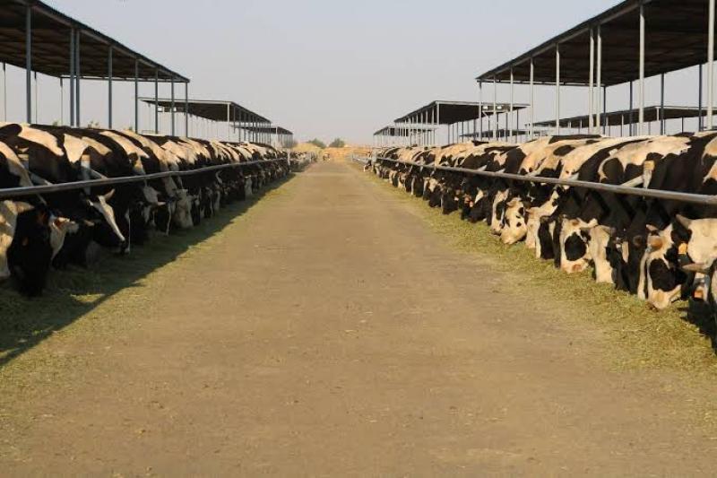 قرار حكومي هام بشأن مزارع الإنتاج الحيواني