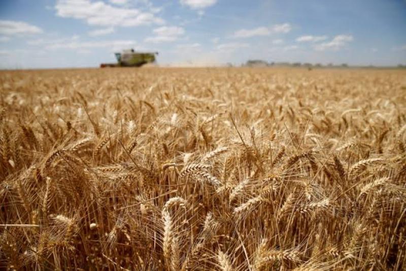 توقعات بانخفاض الإنتاج الأوروبي من القمح خلال الموسم المقبل