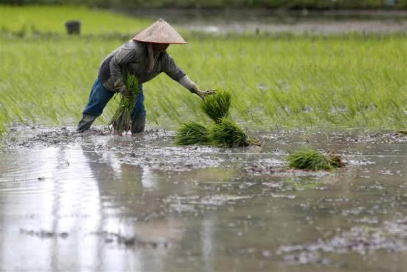 إندونيسيا تطرح مناقصة دولية لشراء 500 ألف طن من أرز