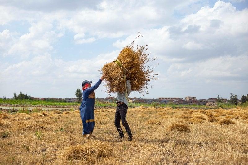 خبير مناخ يحذر المزارعين من تأثير تغيرات المناخ علي محصوليّ القمح والمانجو