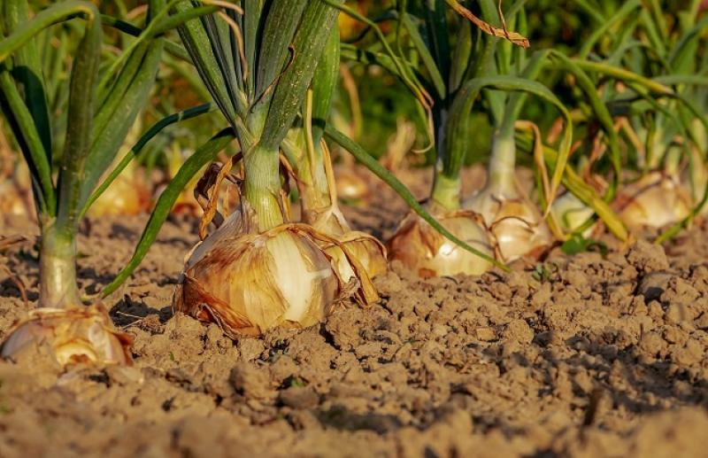 الزراعة: 10 نصائح للتصدي لظاهرة العفن الأبيض التي تصيب البصل