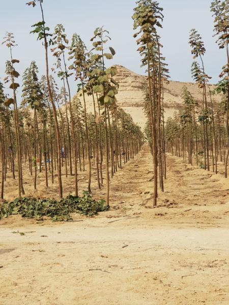 هل أشجار البولونيا تحقق مكاسب اقتصادية كبيرة؟.. البحوث الزراعية يجيب