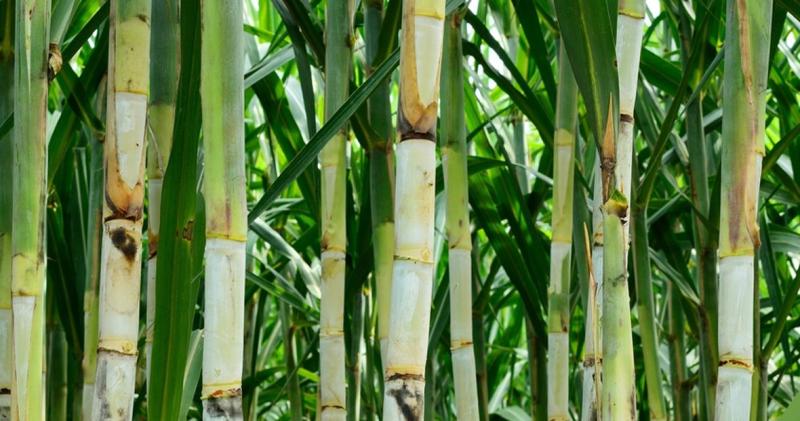 معهد المحاصيل السكرية يوضح مشاكل قصب السكر بالحقول والطرق الحديثة لمعالجتها
